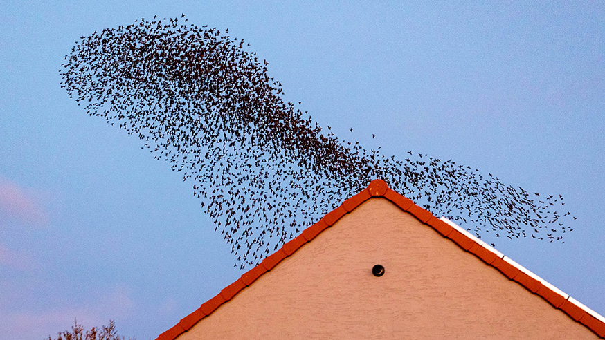 Starling murmurations